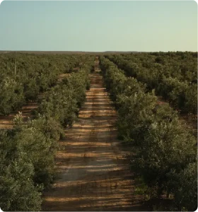 Agricultura de Precisión: Drones y Satélites en el Olivar