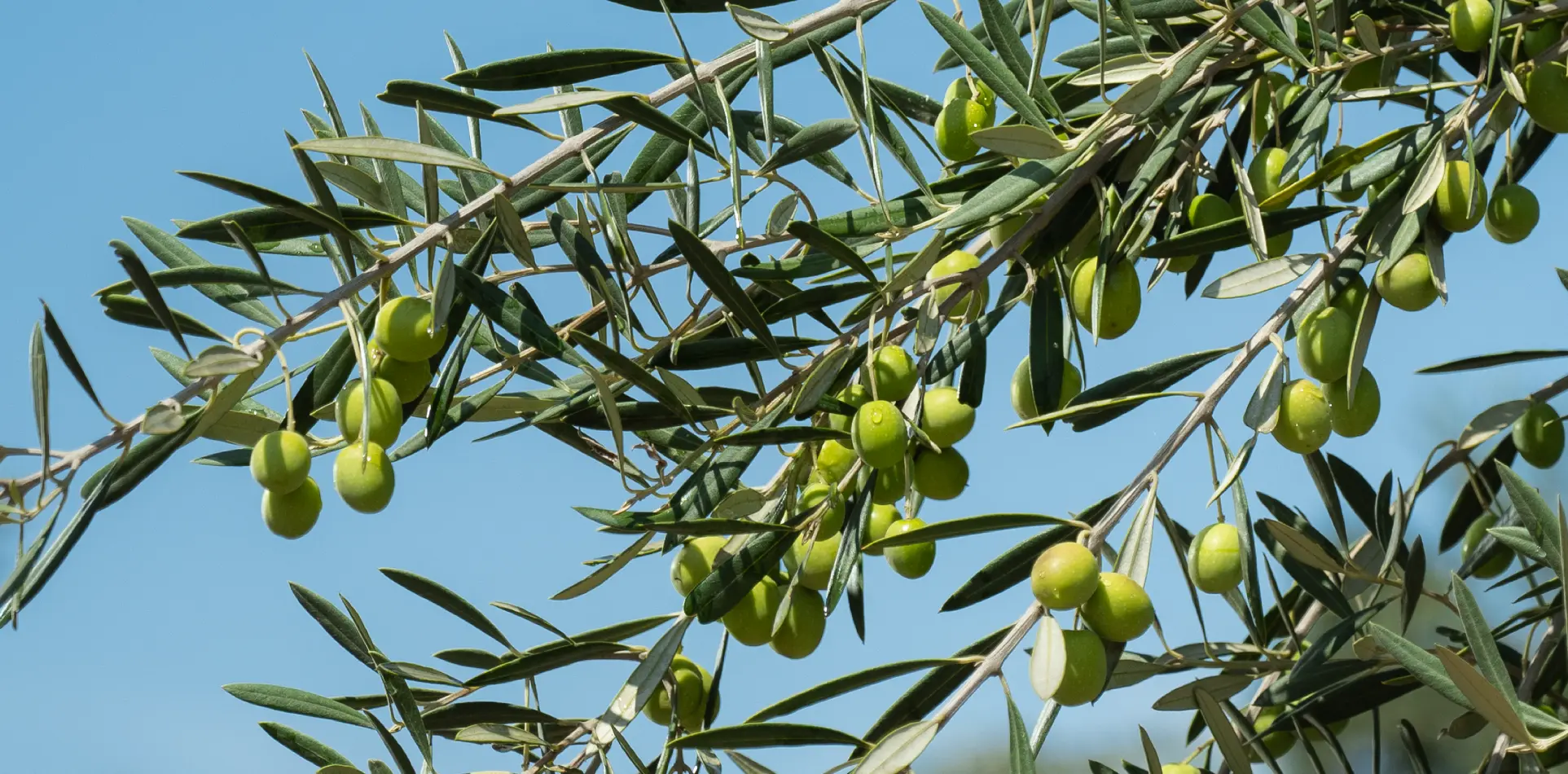 Innovación en el Riego: El Secreto de Nuestras Aceitunas Premium